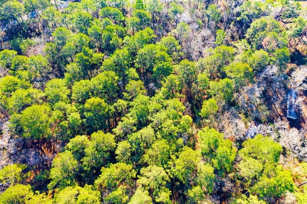 0.33 acres in Trinity County - photo 11