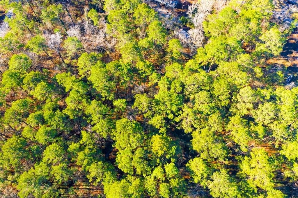 0.33 acres in Trinity County - photo 9
