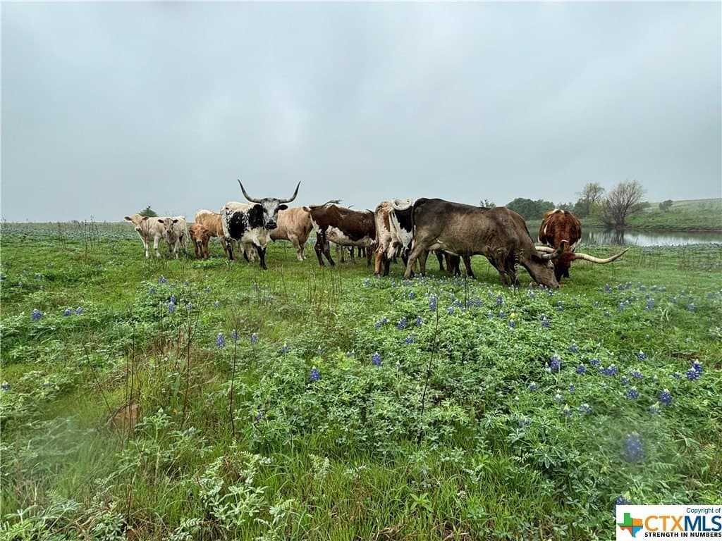 83.23 acres in Williamson County - photo 7