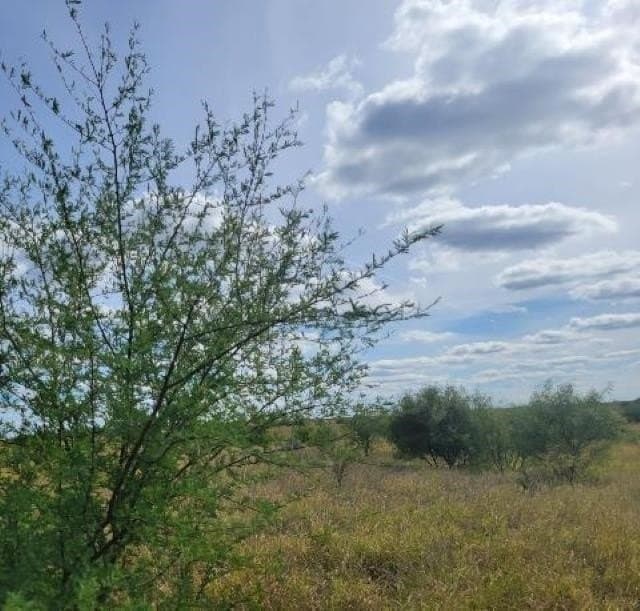 20 acres in WEBB County - photo 8