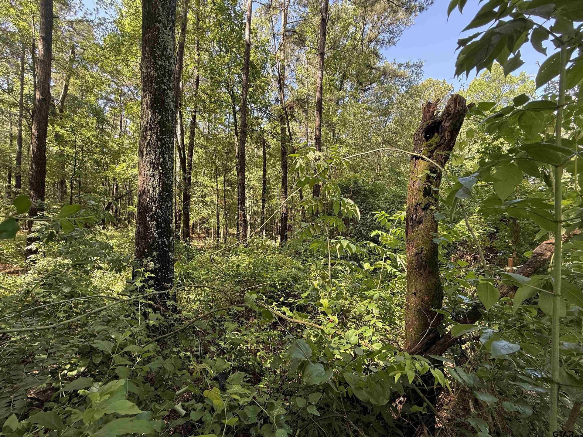10 acres in Rusk County - photo 6