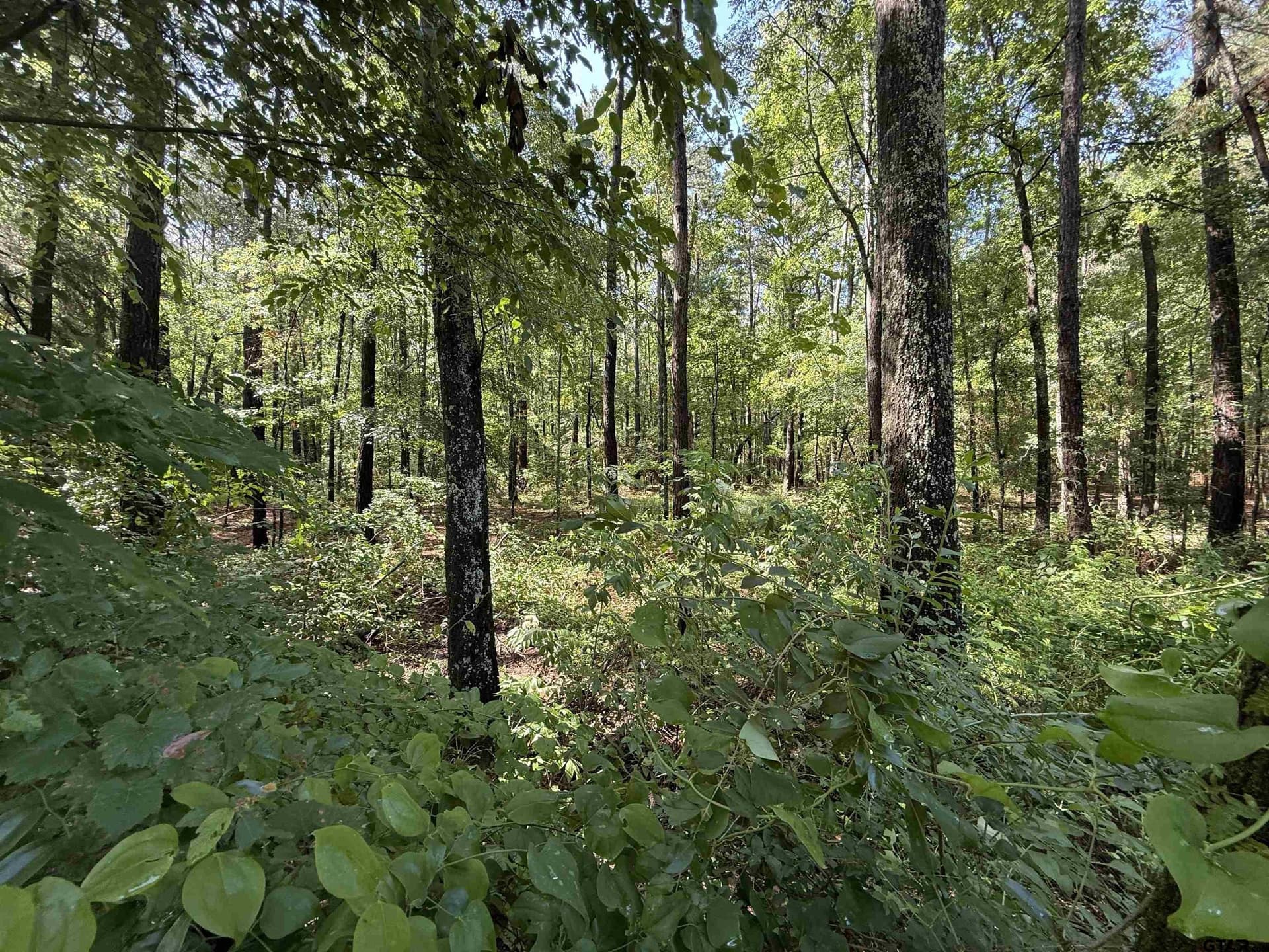 10 acres in Rusk County - photo 5