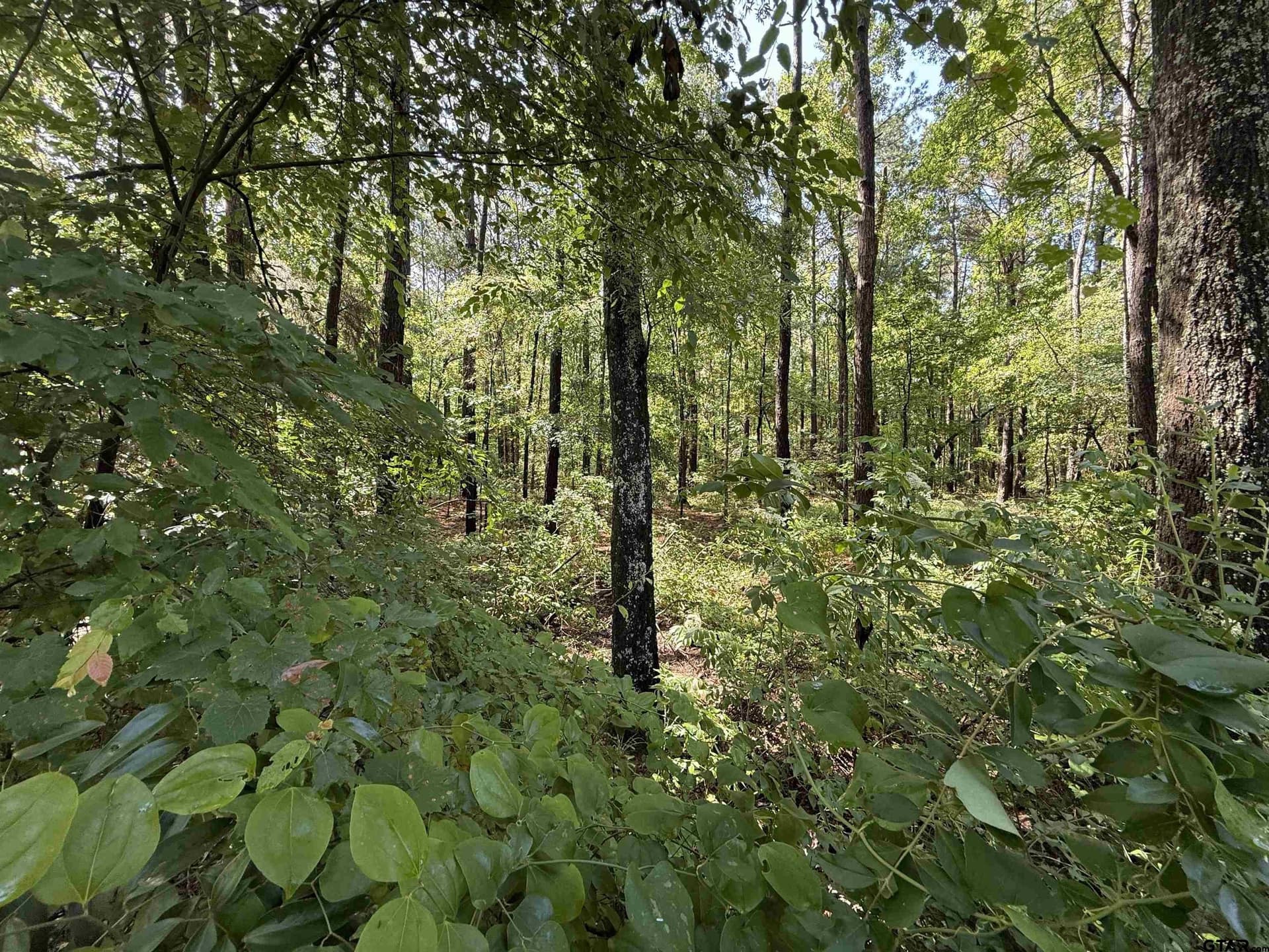 10 acres in Rusk County - photo 7