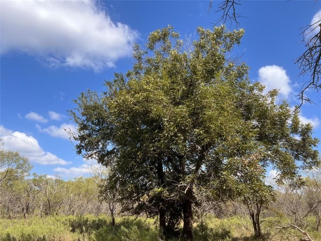 30 acres in Mills County - photo 4