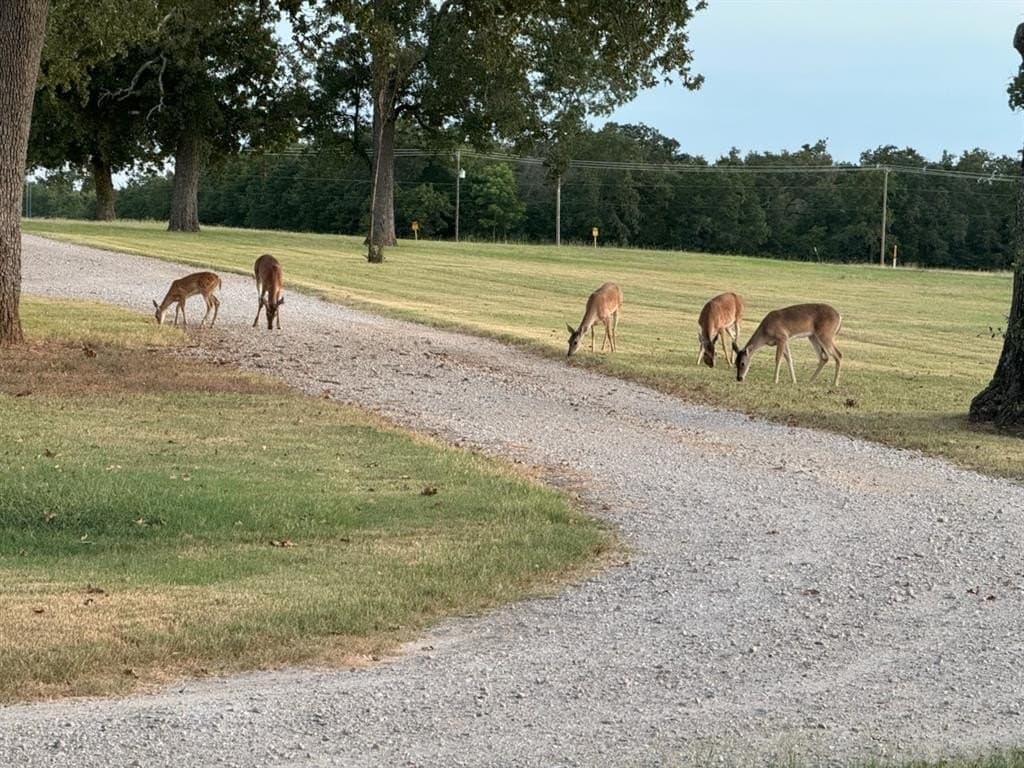 12.28 acres in Henderson County - photo 3
