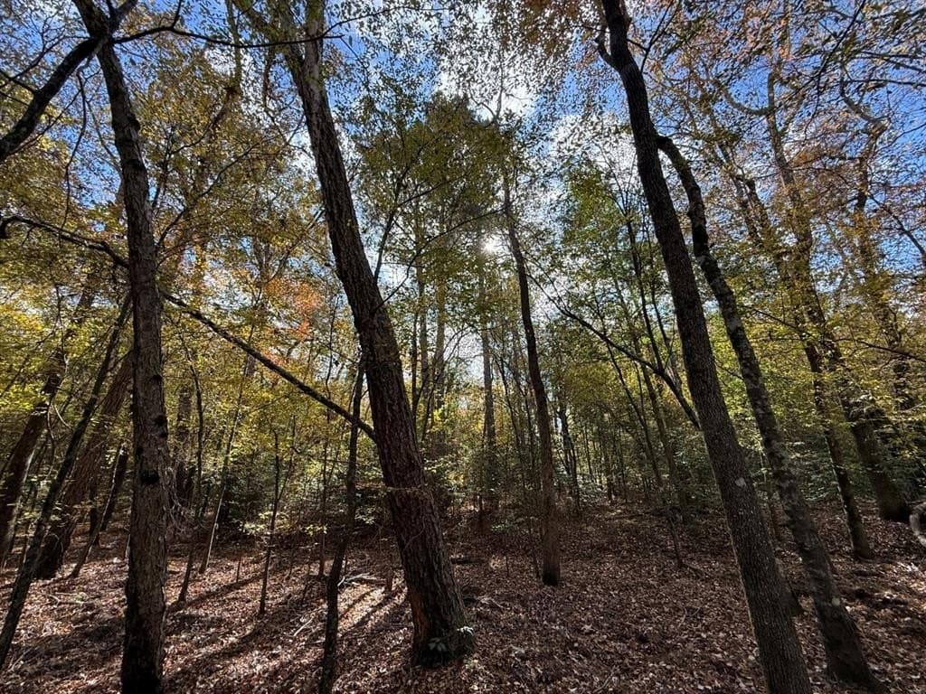 100 acres in Upshur County - photo 37