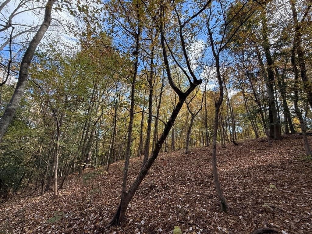 100 acres in Upshur County - photo 32