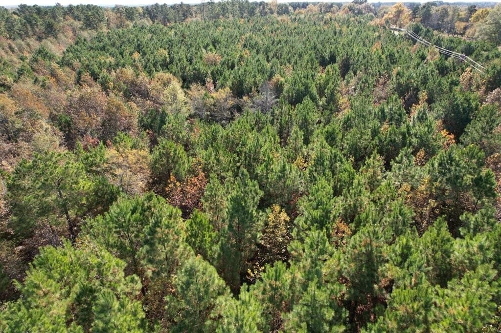 100 acres in Upshur County - photo 14