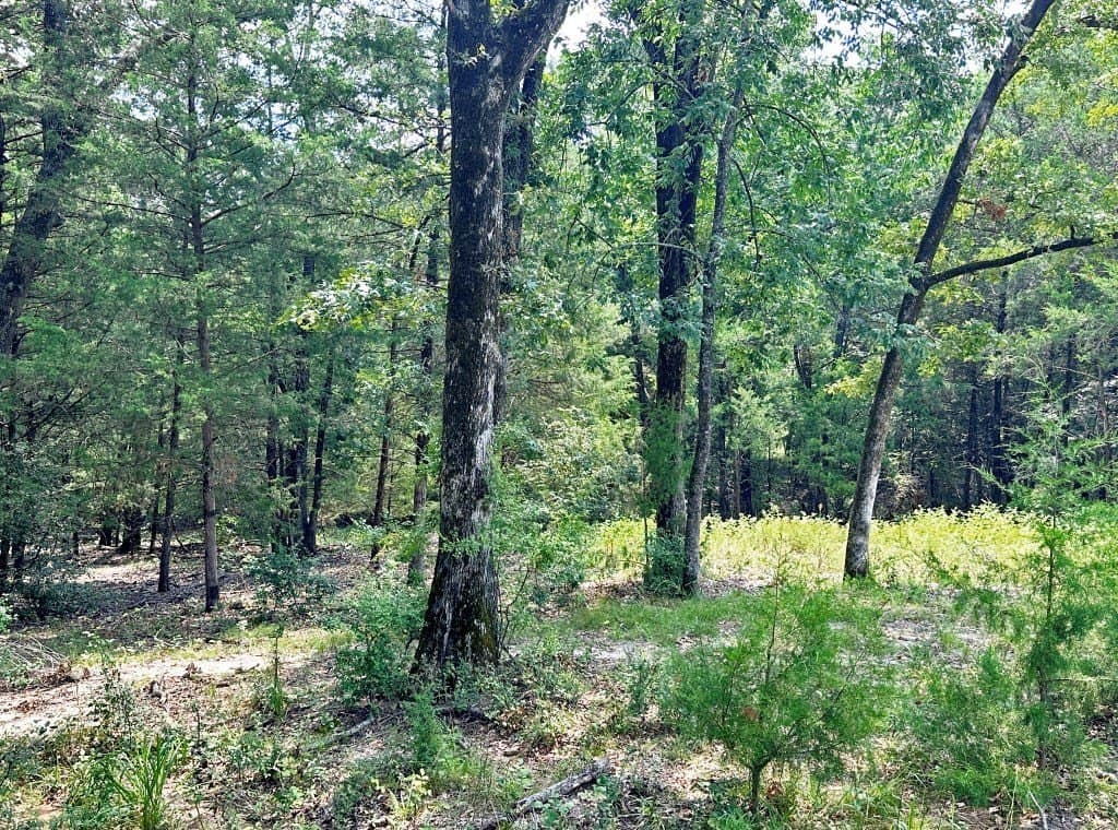 53.69 acres in Henderson County - photo 16