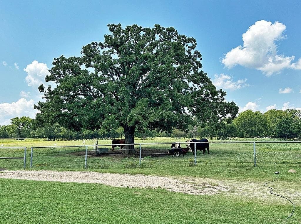 53.69 acres in Henderson County - photo 22