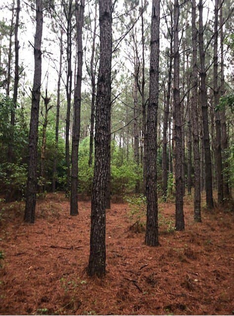 11.78 acres in Texas County - photo 8