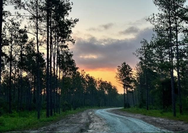 11.78 acres in Texas County - photo 6