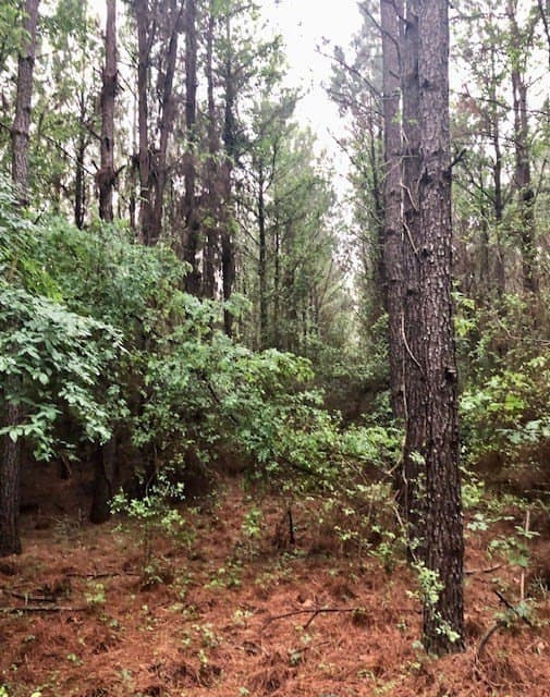 11.78 acres in Texas County - photo 7