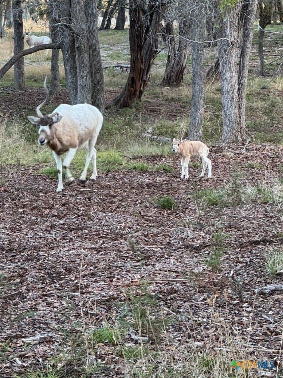 285.9 acres in Coryell County - photo 32