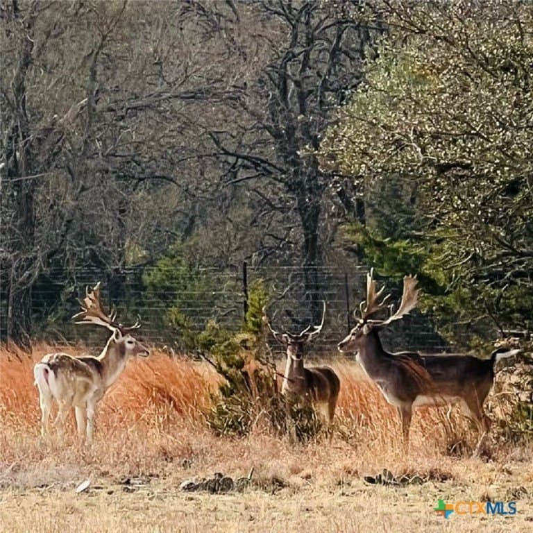 285.9 acres in Coryell County - photo 3