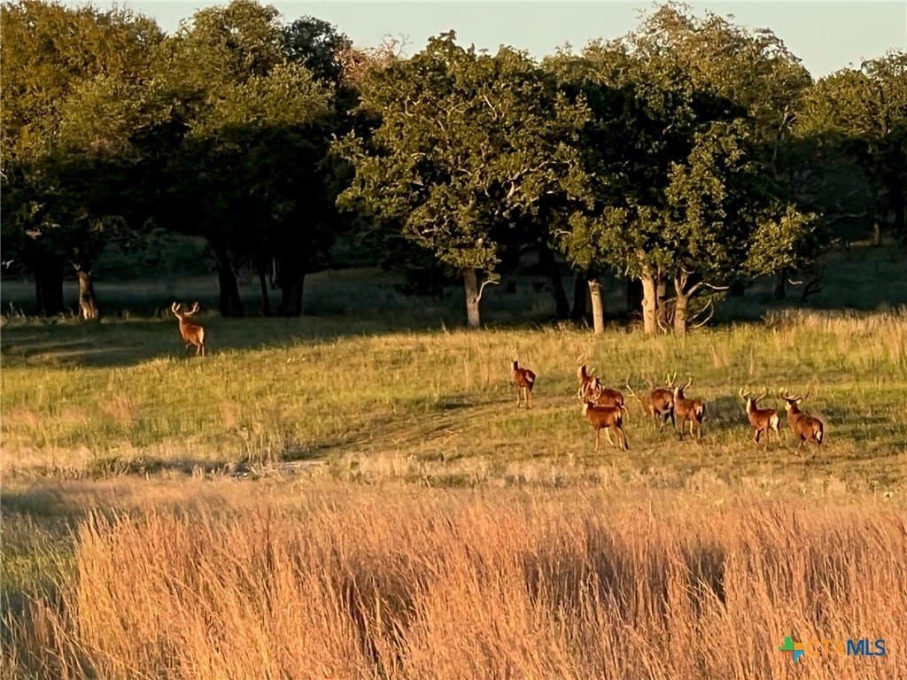 285.9 acres in Coryell County - photo 6