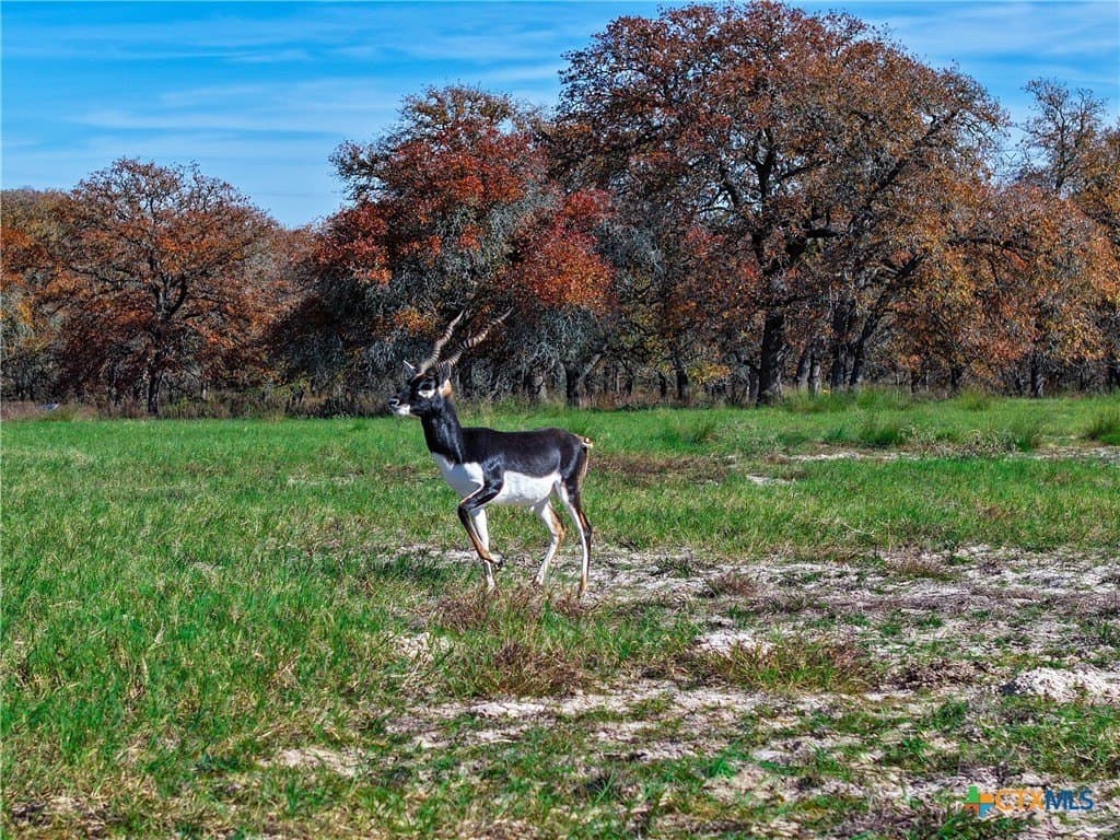 202 acres in Guadalupe County - photo 38