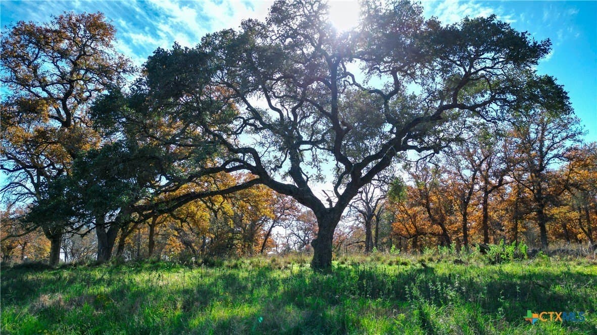 202 acres in Guadalupe County - photo 3