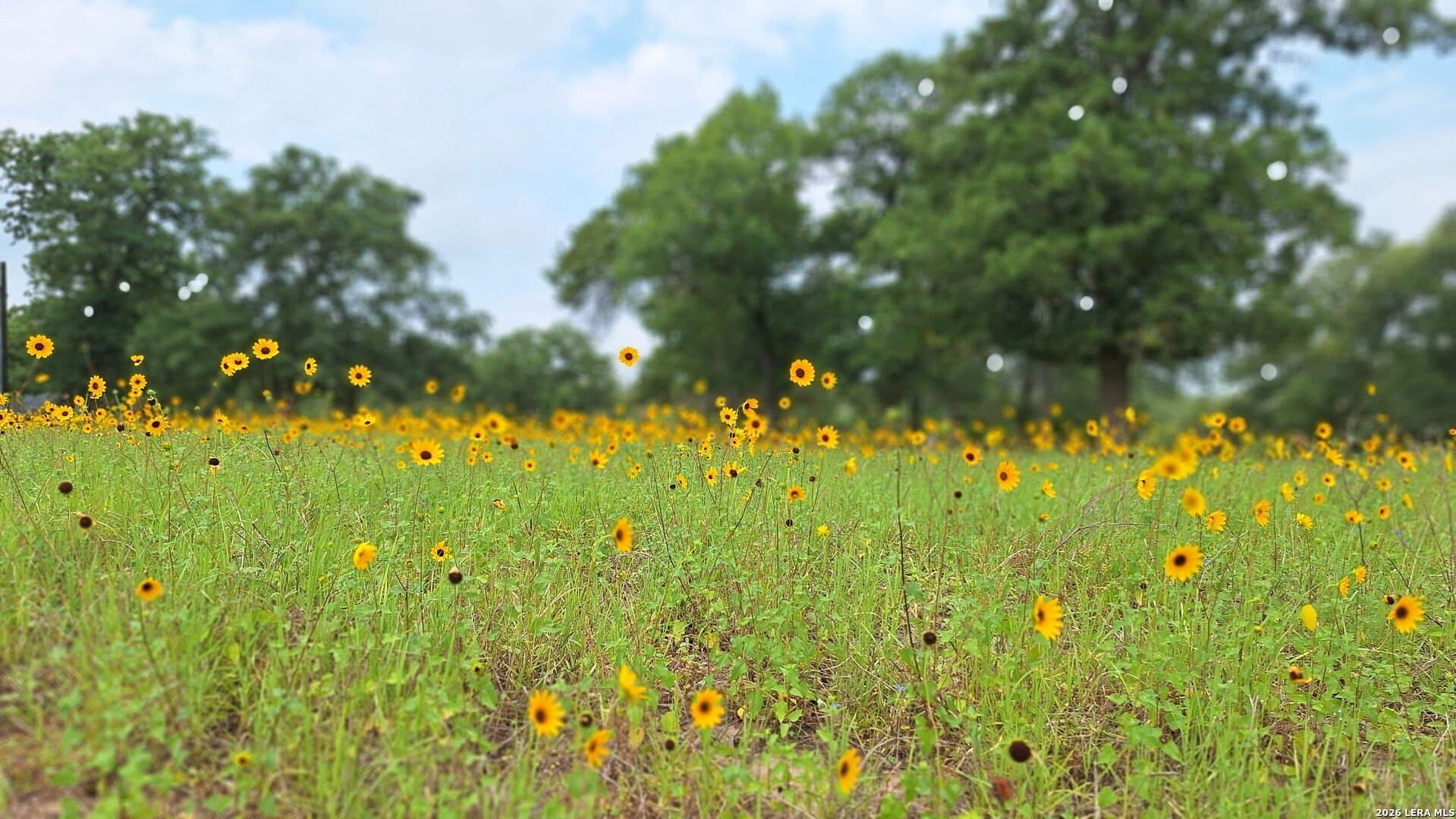 5 acres in Gonzales County - photo 4