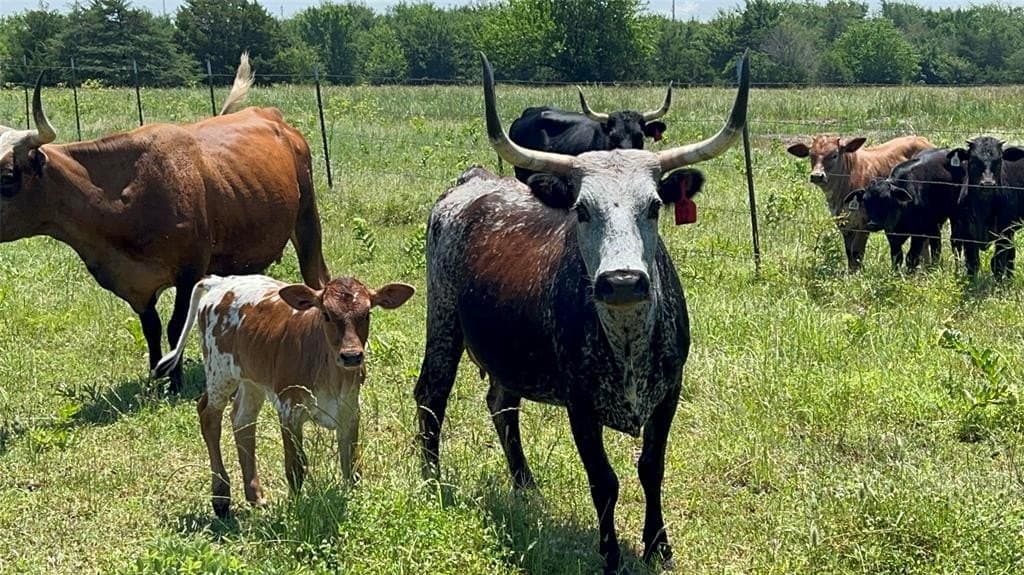 75.98 acres in Hopkins County - photo 4