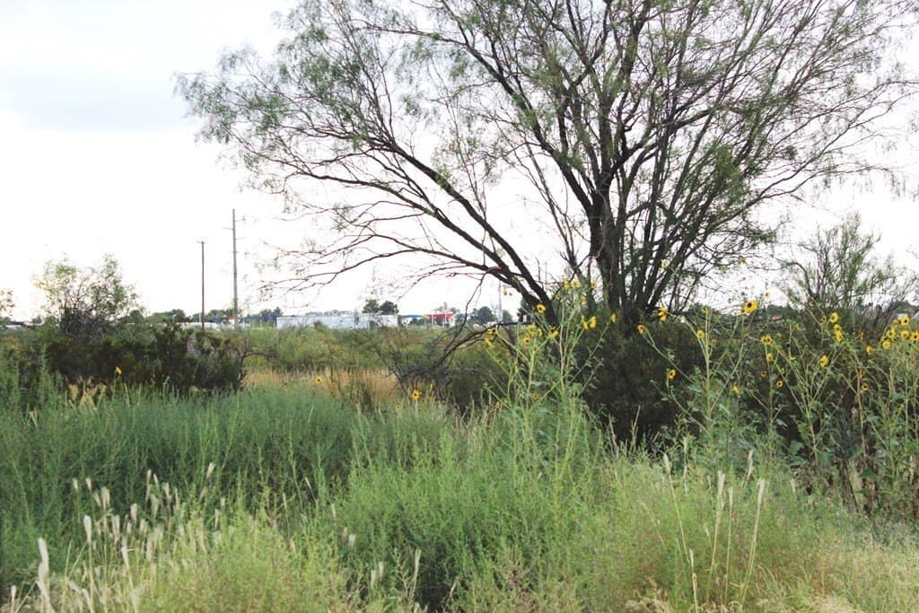0 acres in Pecos County - photo 6
