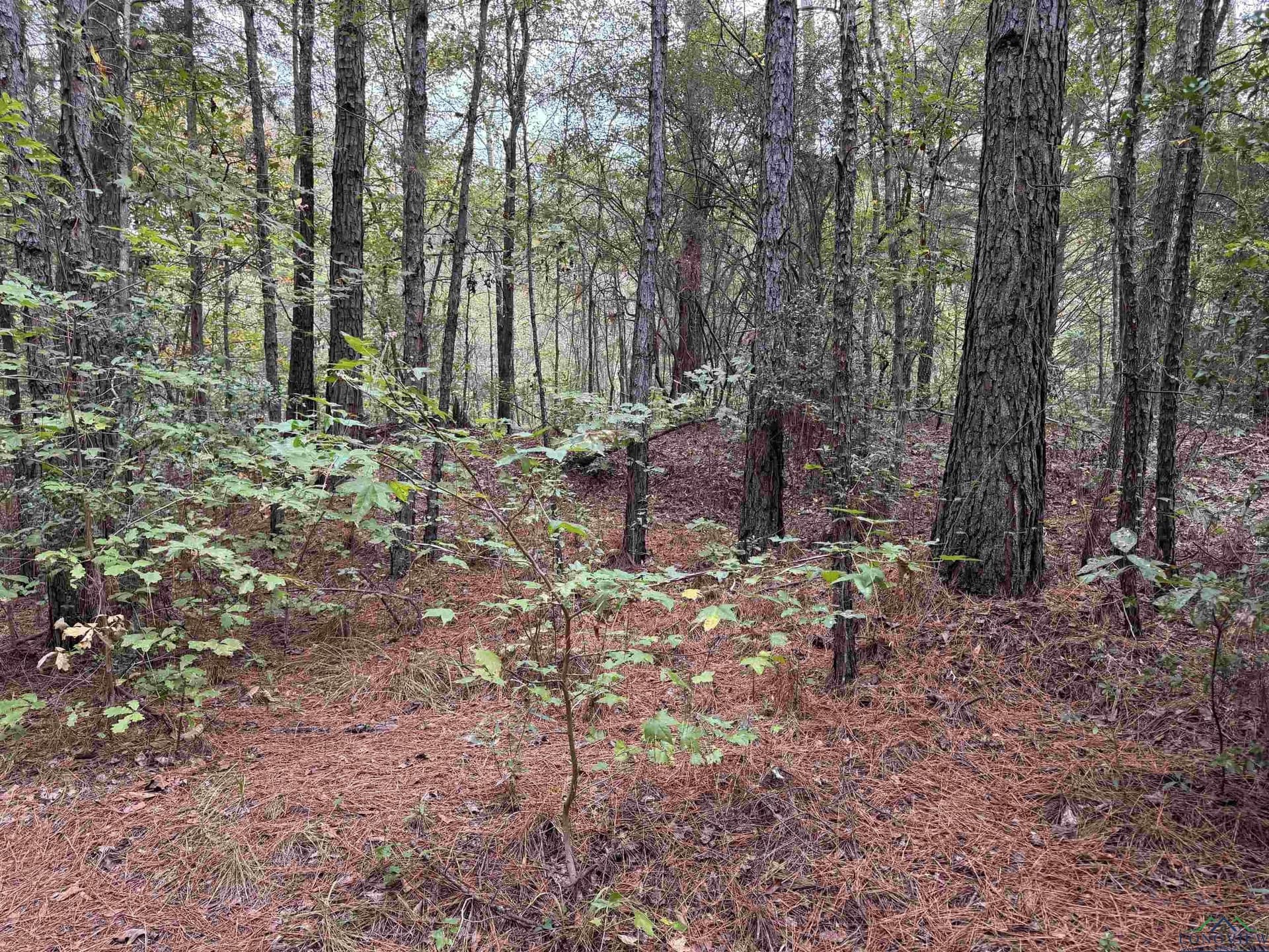 13.33 acres in Upshur County - photo 18