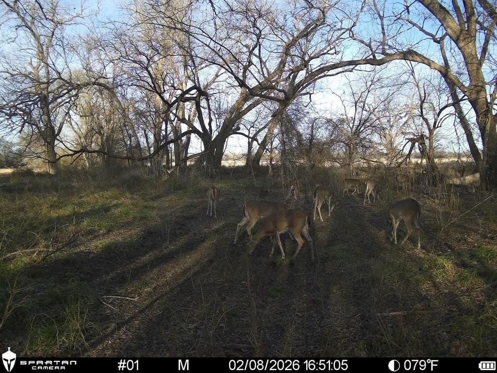 230 acres in Limestone County - photo 22