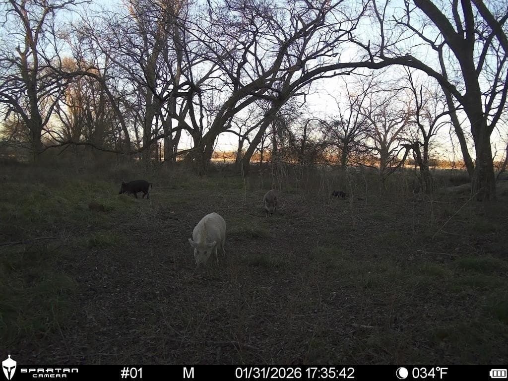 230 acres in Limestone County - photo 6