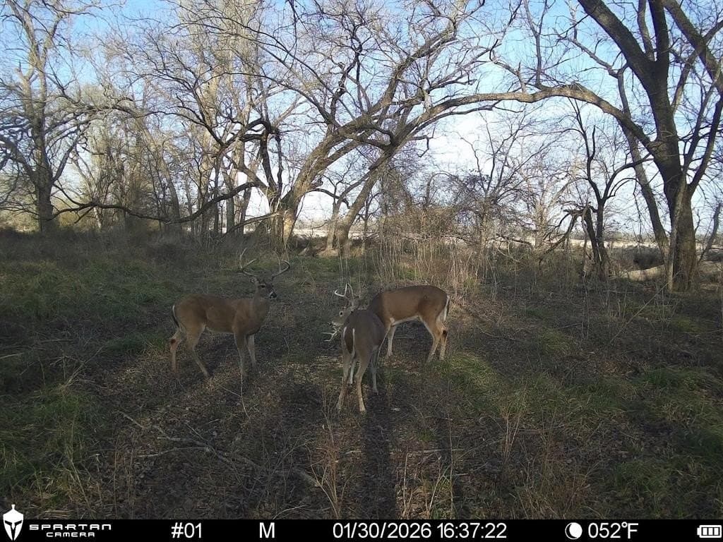230 acres in Limestone County - photo 5