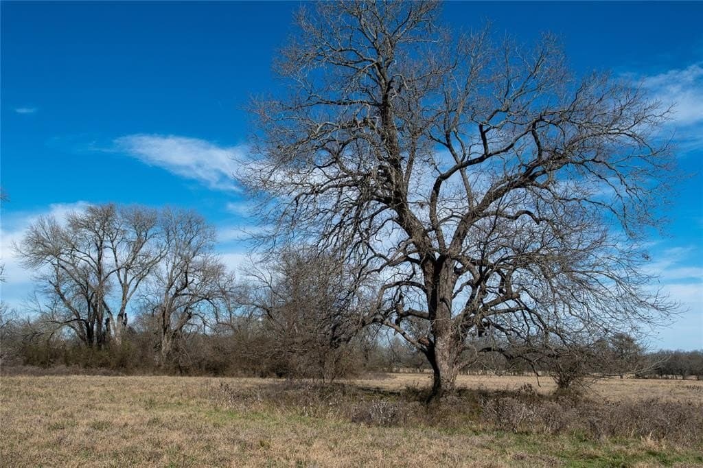 230 acres in Limestone County - photo 23