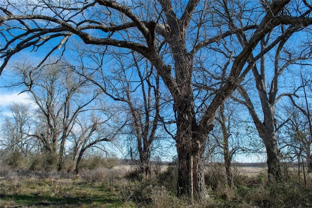 230 acres in Limestone County - photo 37