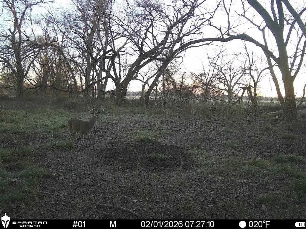 230 acres in Limestone County - photo 8