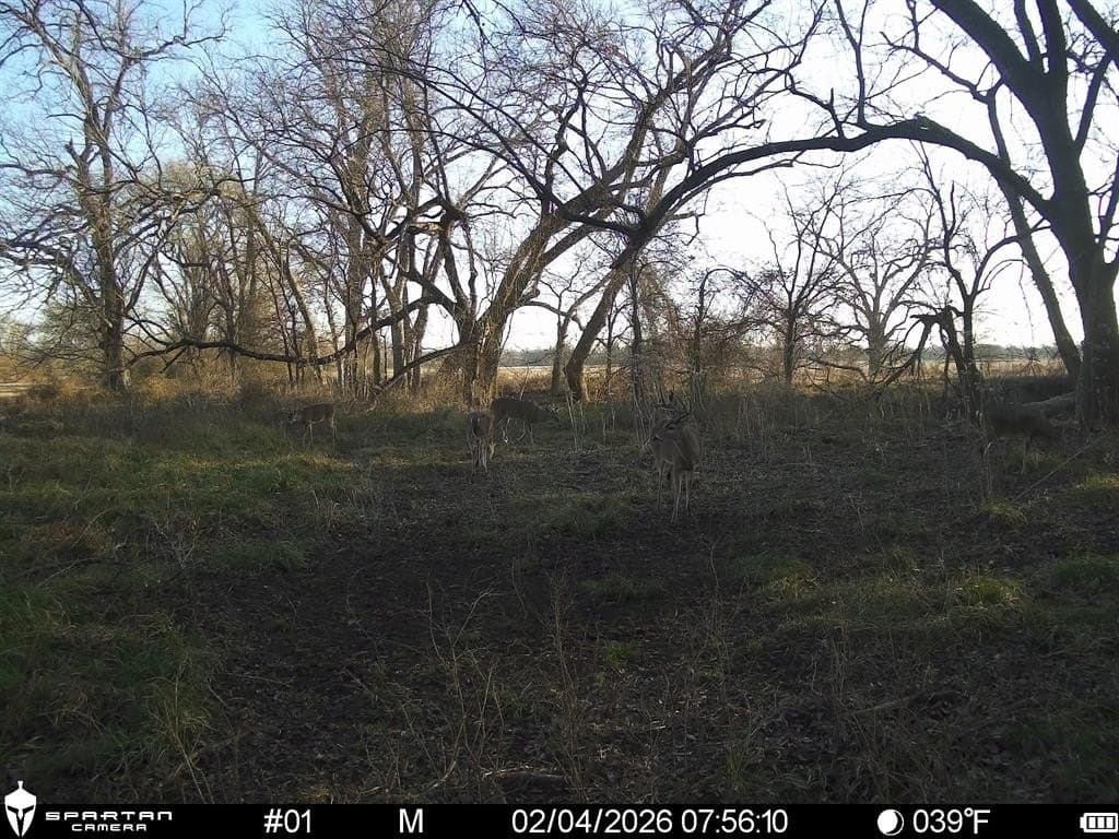 230 acres in Limestone County - photo 19