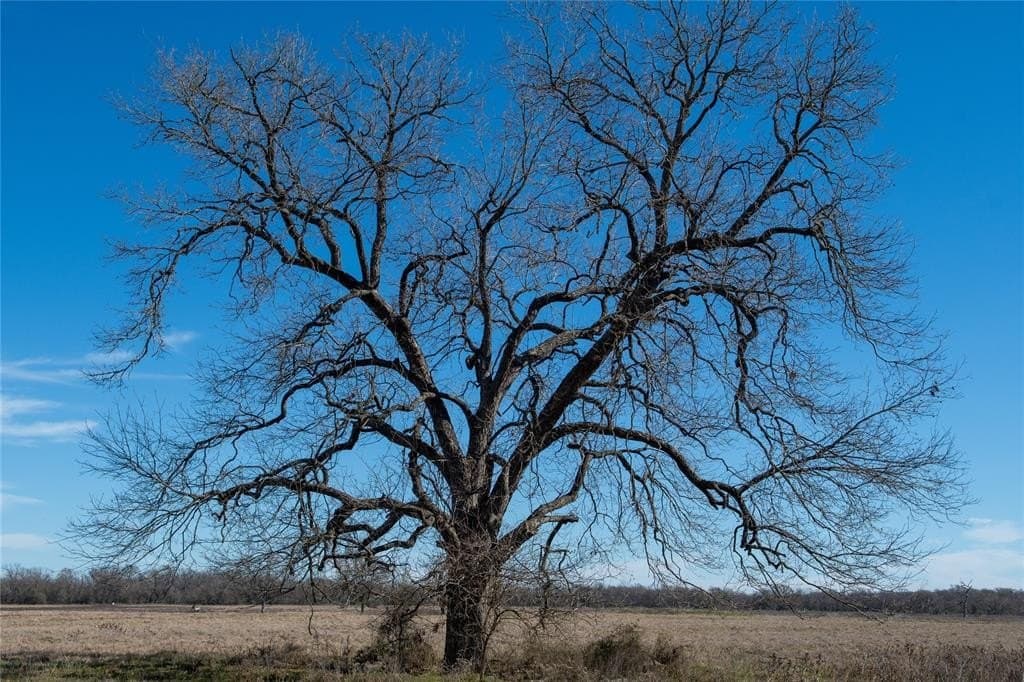 230 acres in Limestone County - photo 40