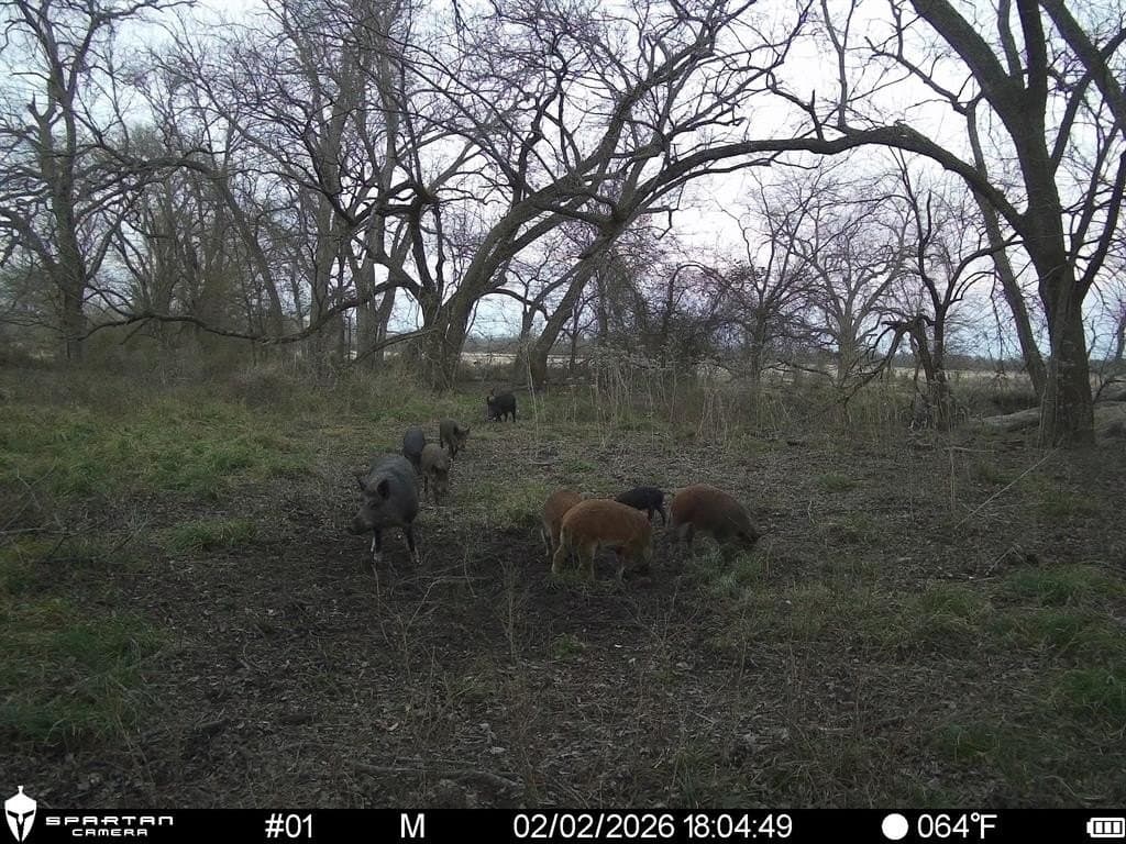 230 acres in Limestone County - photo 20
