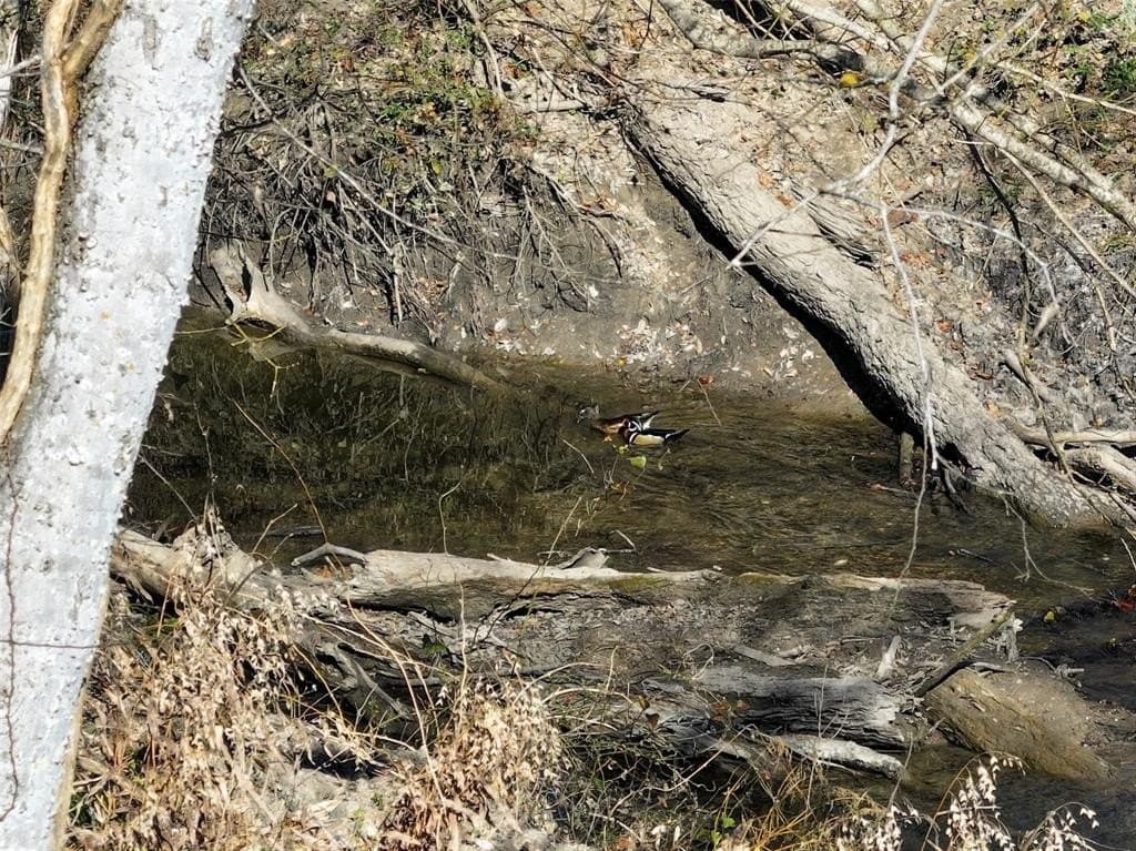 230 acres in Limestone County - photo 31