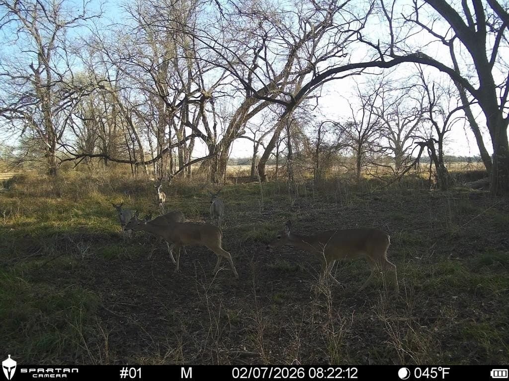 230 acres in Limestone County - photo 7