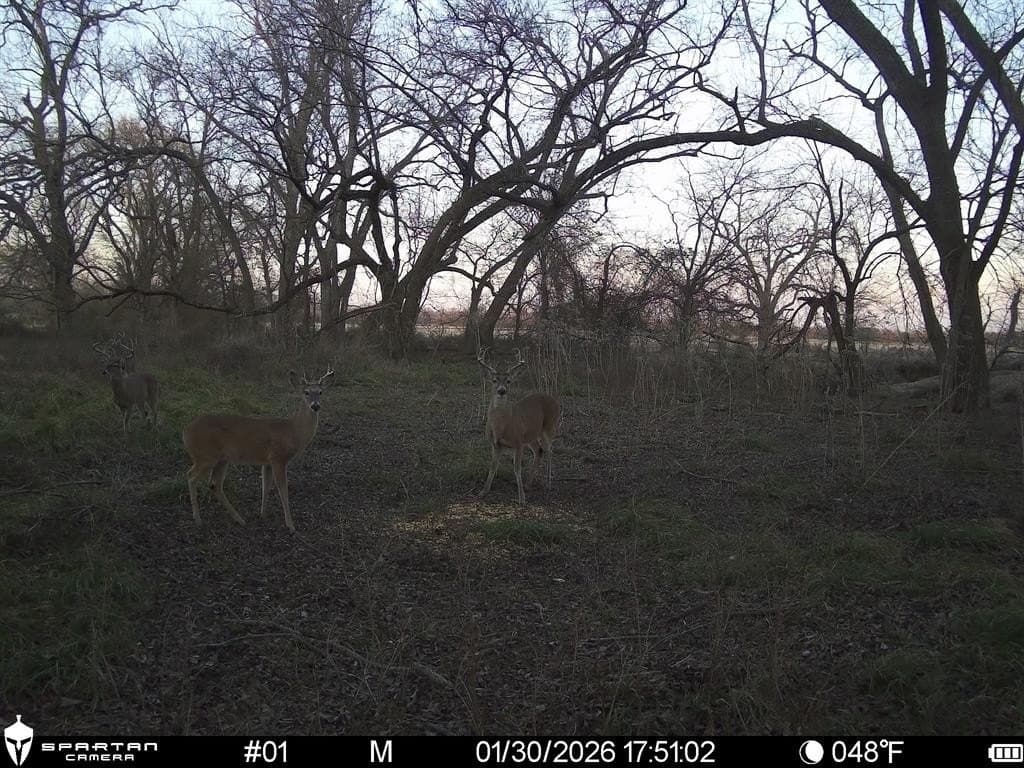 230 acres in Limestone County - photo 21
