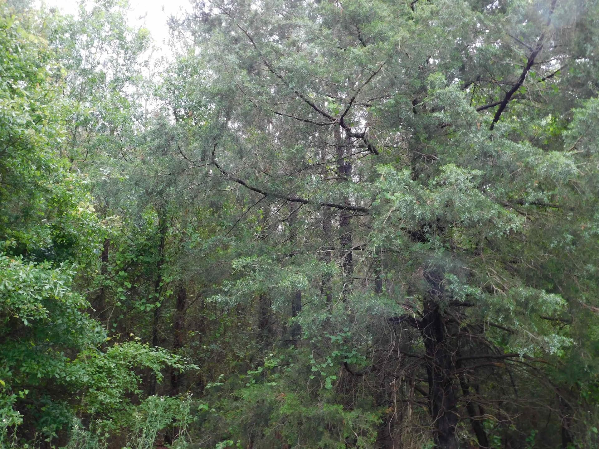 8 acres in Texas County - photo 4