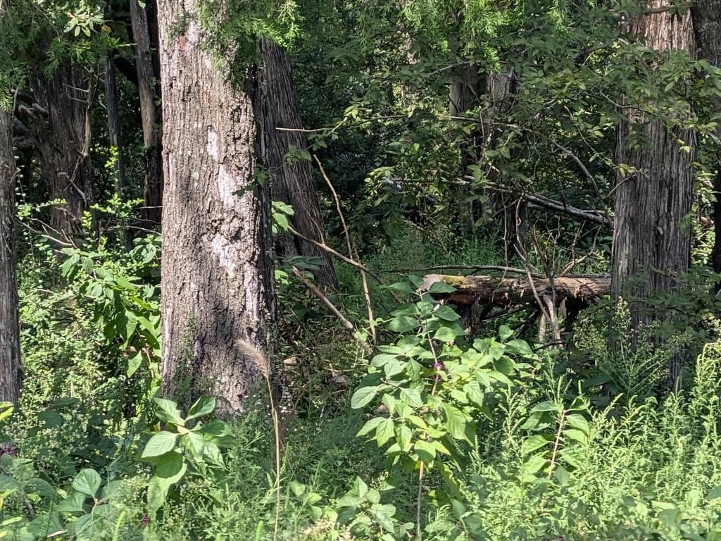 2.75 acres in Navarro County - photo 13