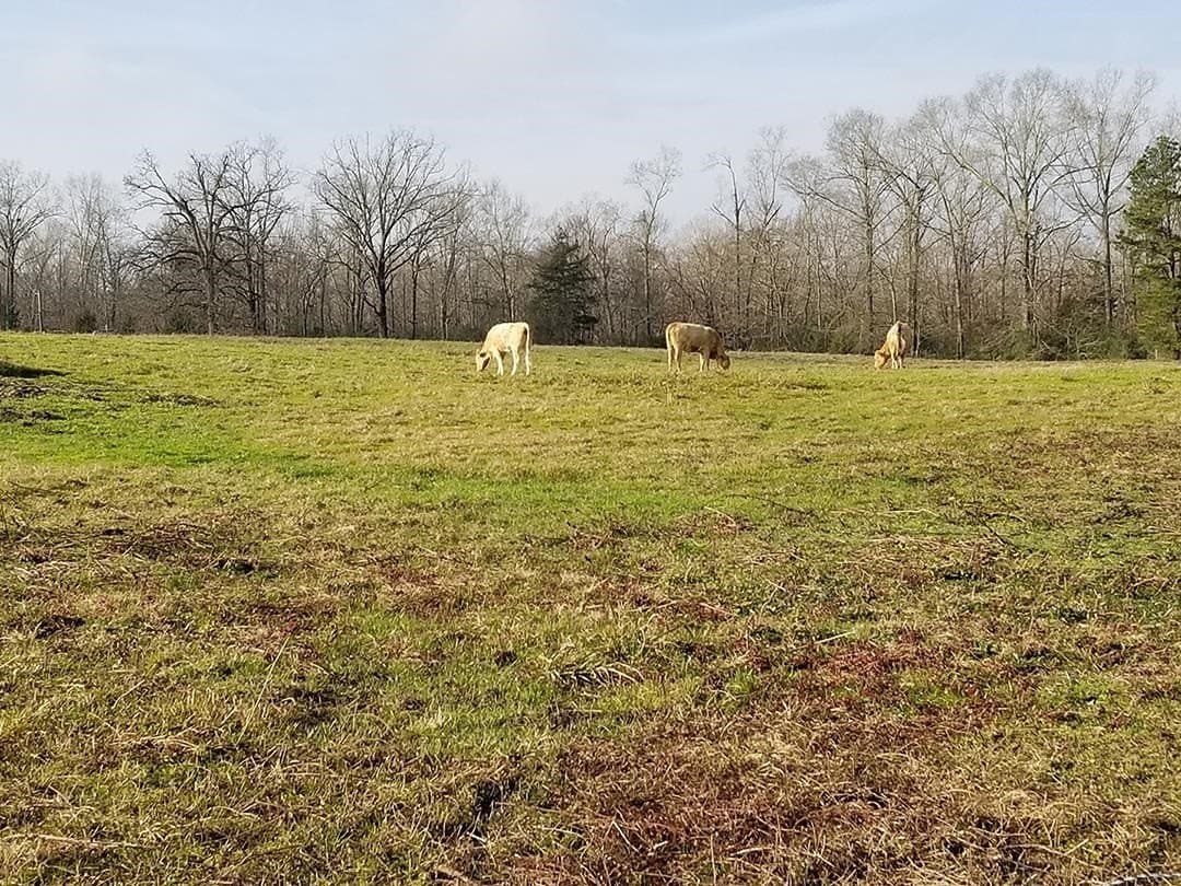 17.81 acres in Panola County - photo 3