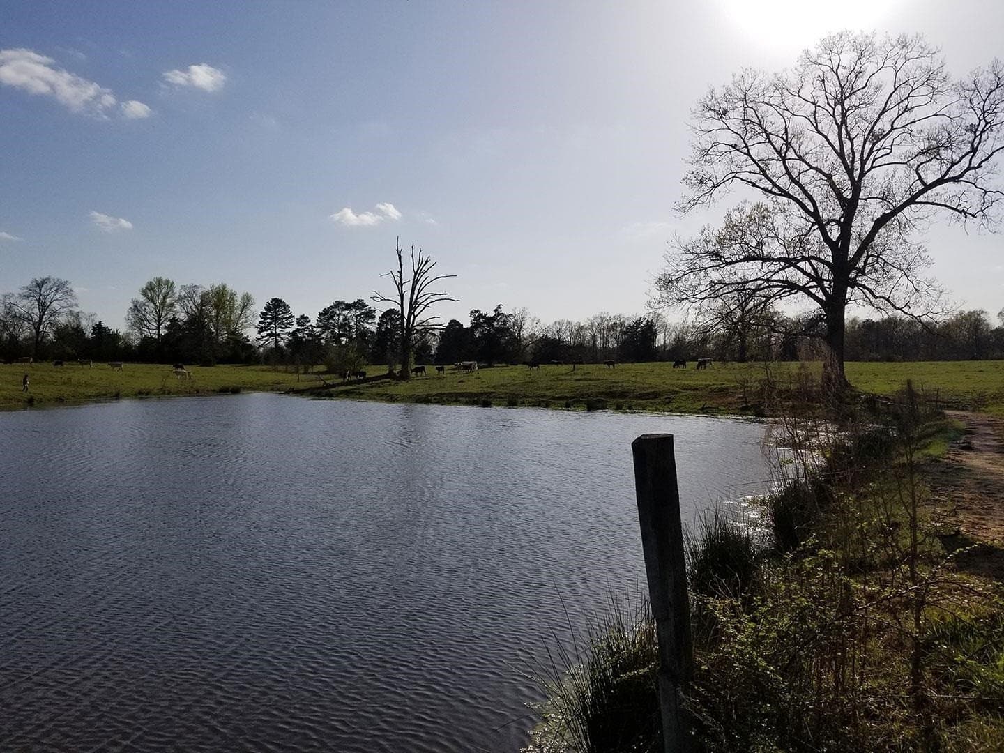 17.81 acres in Panola County - photo 13
