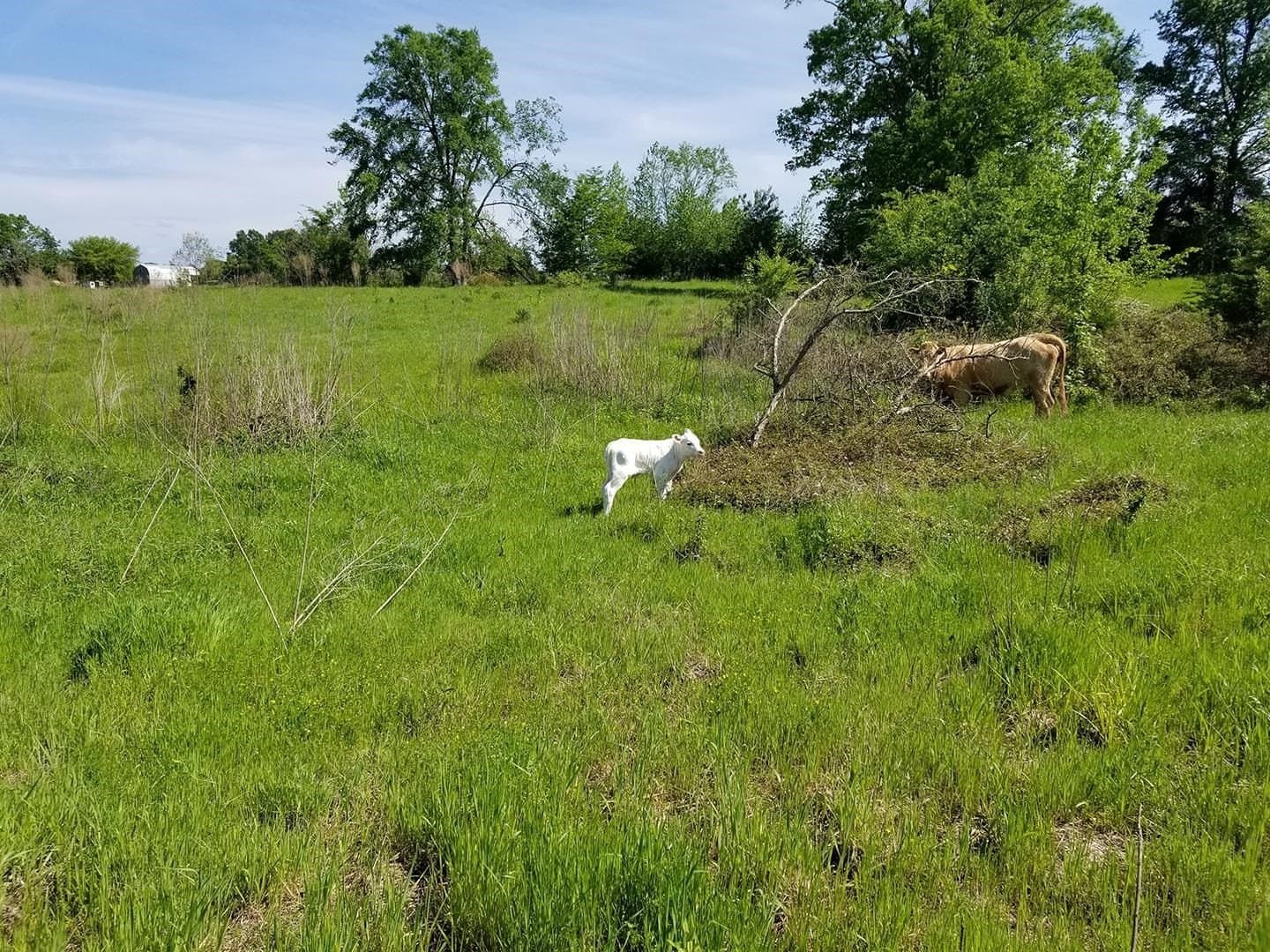 17.81 acres in Panola County - photo 4