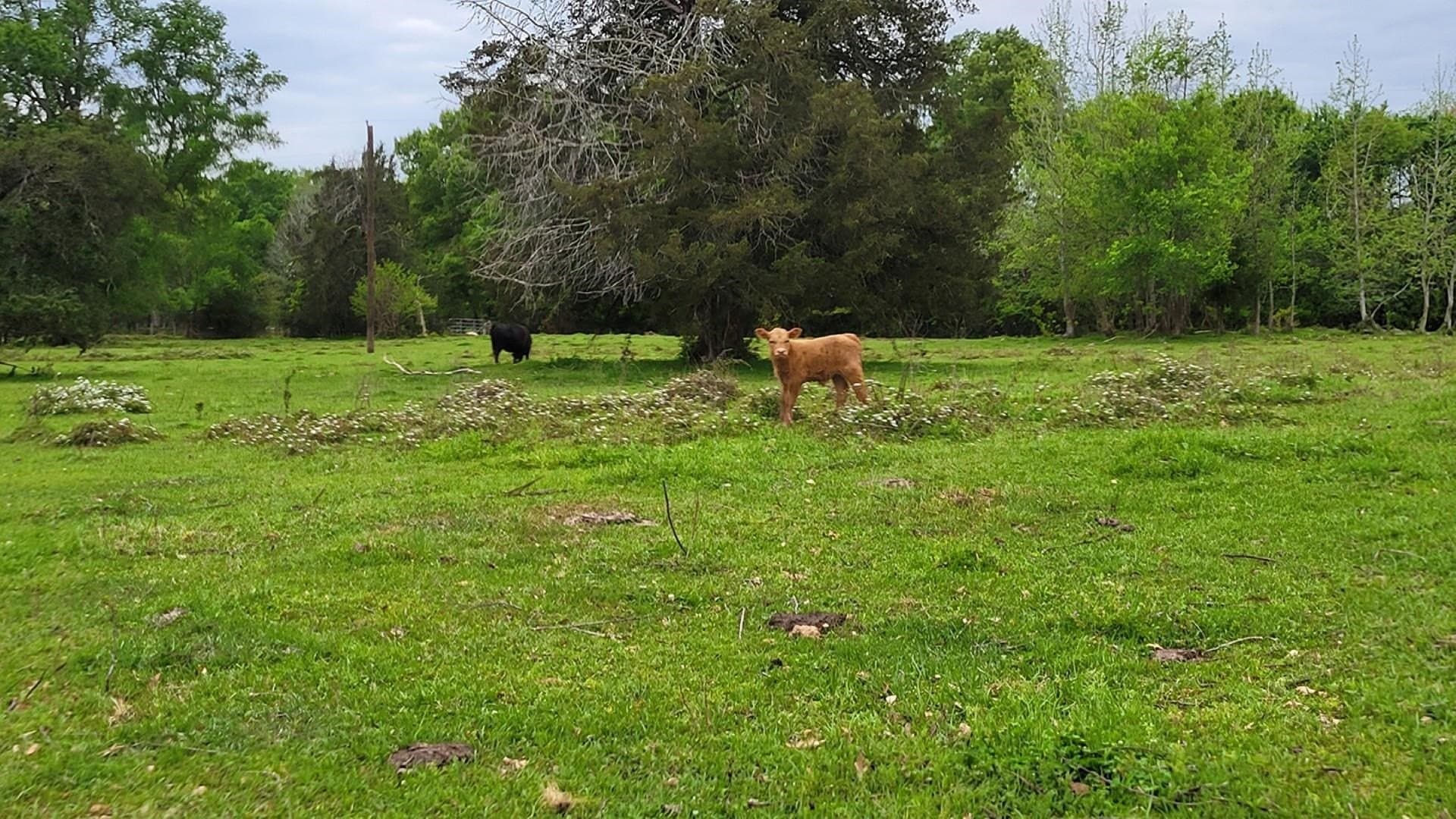 17.81 acres in Panola County - photo 5