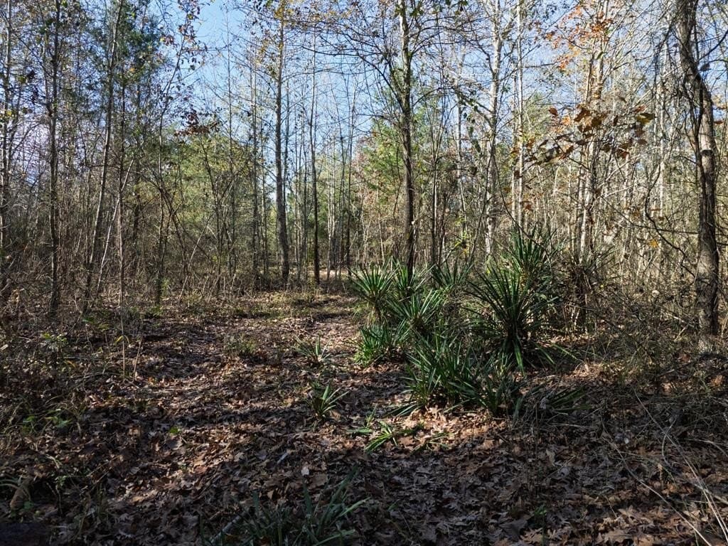 17 acres in Upshur County - photo 34