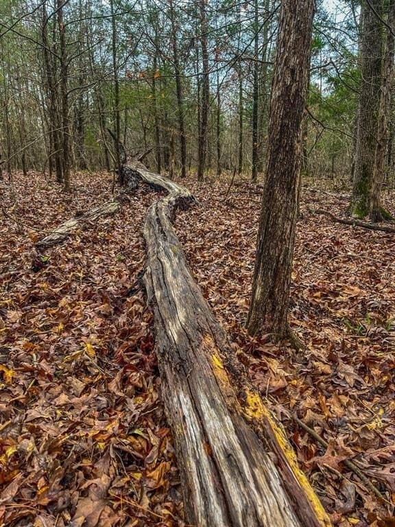 17 acres in Upshur County - photo 24
