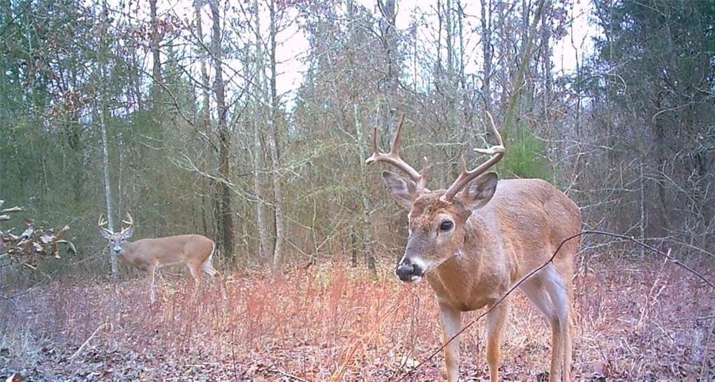 17 acres in Upshur County - photo 3