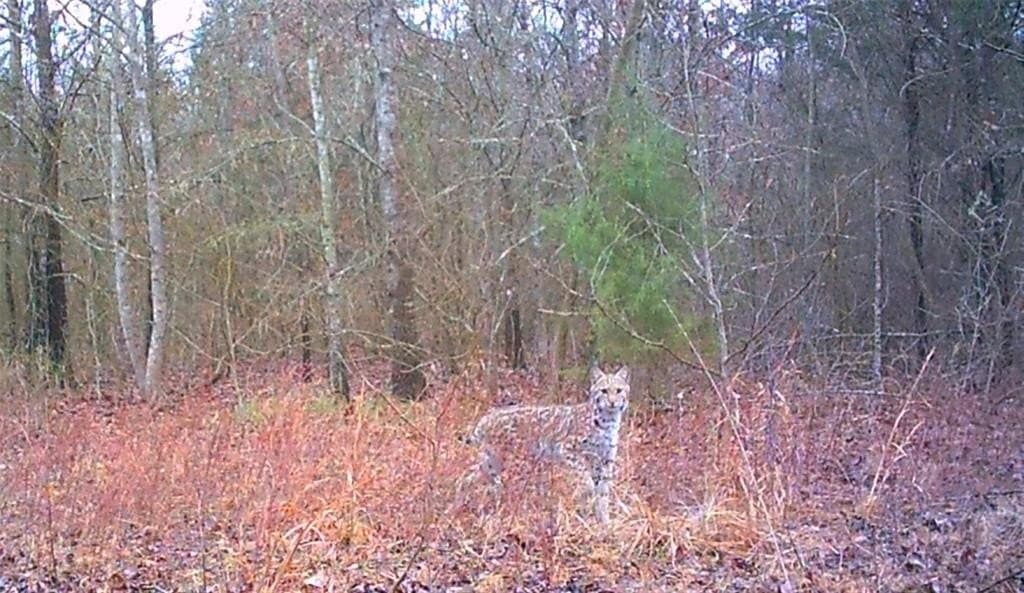 17 acres in Upshur County - photo 22