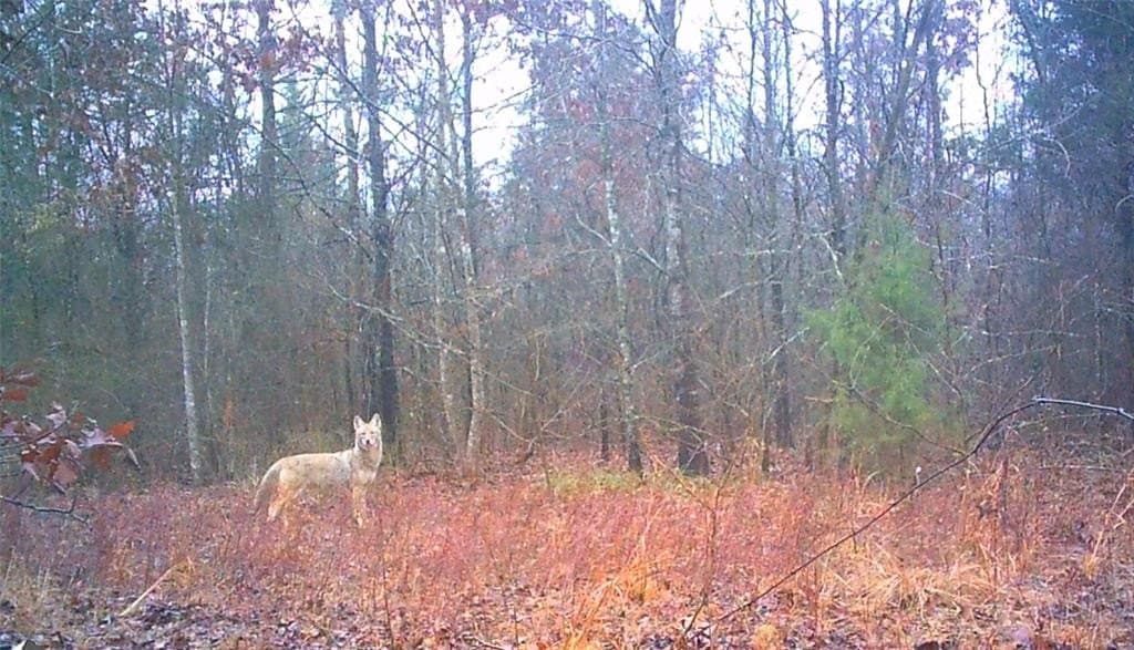 17 acres in Upshur County - photo 25