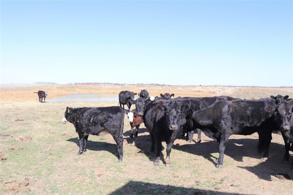 124.79 acres in Clay County - photo 9